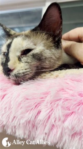 7.7K views · 837 reactions | Good morning from Mona! The Alley Cat Allies Rapid Response Team rescued Mona from the aftermath of the historic Texas wildfires last week, and she's being treated for smoke inhalation by a veterinarian. Though she's been through so much, Mona is showing more of her sweet, loveable colors day by day! Because of you, we can act swiftly to save cats like Mona when disaster strikes. Once she's ready, she'll be up for adoption! | Alley Cat Allies | Facebook