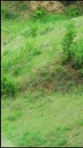 Liebre o conejos 🐇 🐰 los leo ⬇️💬🌍 #liebres #conejos #mundonatural | Caza y Pesca para el MUNDO