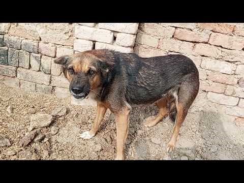 Real Dog Heavy Sound | Gaura Dog Loud Barking #dog #animals
