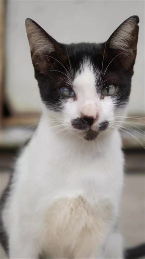 Perfect Cat Photography Tips for Stray Cats