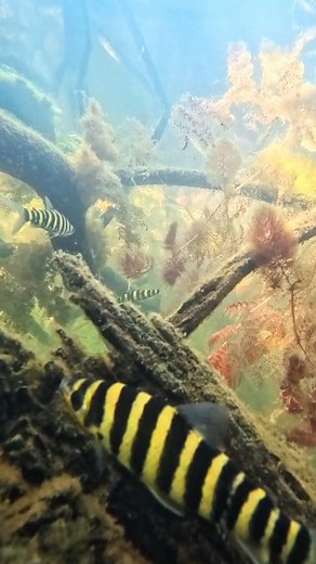 244K views · 3.3K reactions |  Underwater in Rio Tapajós, a large tributary of the Amazon. Near Alter-Do-Chão - Santarém/Para (Brazil). Filmed by Chris Lukhaup Together with Cory Aquarium Co-Op and Plantas Aquáticas Do Brasil #amazon #sanatarem #brazil #aquariums #atlerdochão #tetra #biotope #river #nature #fishkeeping | Oliver Knott | Facebook