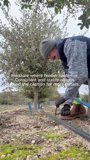 Placing extra sprinklers in today for the truffle orchard