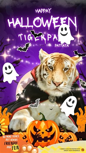 2.1K views · 30 reactions |  Treat yourself to a tiger hug this Halloween มาฉลองวันปล่อยผีน่ารักๆ กับเสือที่ TigerPARKPattaya น้องๆแมวยักพร้อมแจกความสดใสแทนขนมแล้ววันนี้ 李 #TrickOrTreatWithTigers #CuteAndSpooky #TigerPARKPattaya #HalloweenWithTigers #Halloween | Tiger PARK Pattaya | Facebook