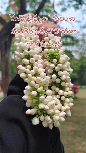 మల్లెపూలు 💐💮🥰|subscribe 🙌|@jagadambasarvepalli #flowers #mallepuvvulu #jasmine