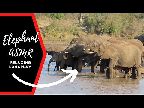 Elephants in Africa – Relaxing Wildlife Video with Natural Sounds