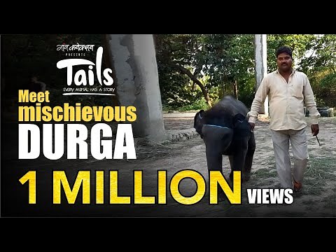 An amazing story of a rescued baby elephant and her Mahout