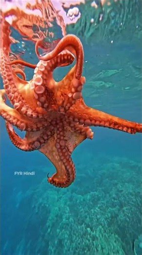 Did You Know Octopuses Can Detect Colors Without Seeing Colors? 🐙👀‎