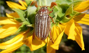 June Bug vs. Japanese Beetle: What are the Differences?