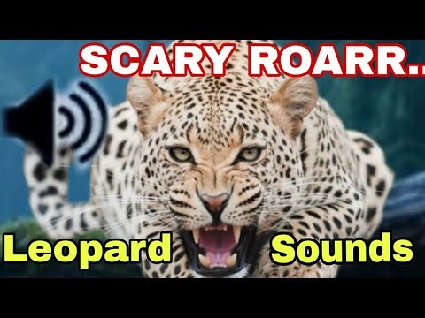 SO HORRIBLE!!! The Sound of an Angry Leopard in the Wild | Don't Go Any Closer!!!