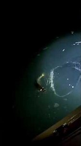 Best Walleye Fishing In The World! #walleyefishing #fishing #outdoors #nature #goodvibes