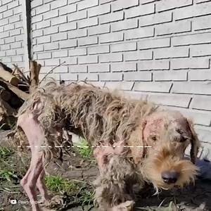 79K views · 6.2K reactions | Il avait la peau infectée et il était plein de gale. Il avait l’air très malade et très triste. Jusqu’à ce que ces personnes le secourent, et avec beaucoup de patience, ils accomplissent une grande transformation dans sa vie. | Social | Facebook