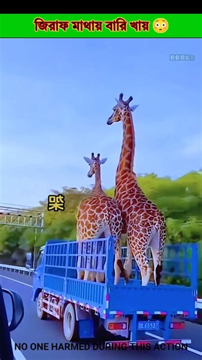 Giraffe eats berries on its head 😳