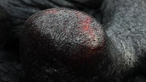 74 reactions | What’s it doing? Sometimes the lava flows and expands in indescribable unique fashion… here a lava toe expands upward before freezing #epic #lava #kilauea #volcano #bigisland #hawaii #flashback #epiclava | EpicLava | Facebook