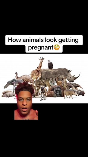 Animals Getting Pregnant: A Fascinating Look
