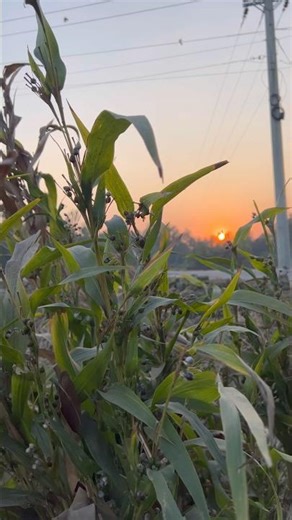 সন্ধ্যা নেমে এসে আসে বলেই পড়ন্তবিকেলের শেষ রোদটুকু এত কদর।🌿🥰 #shorts #shots #vairalvideo #nature