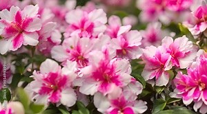 A garden of pink and white azaleas, their petals sparkling after a gentle rain