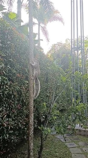 March 13 2026 the chirping squirrel