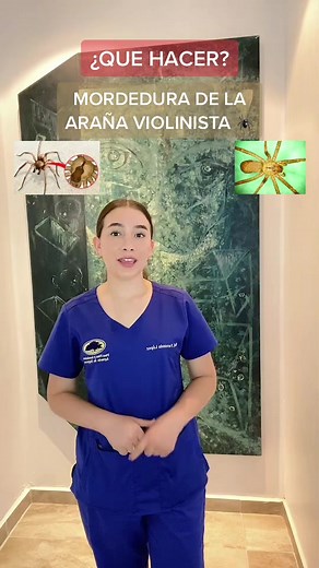 Cómo tratar la picadura de araña violinista