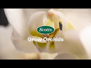 How To Grow Orchids