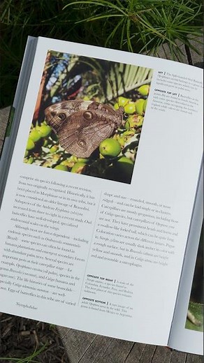 Butterflies of the World: A Guide to Every Subfamily
