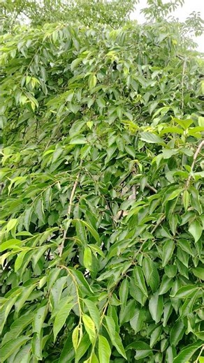 20260616(火):植木職人木太郎。仏生山公園駐車場のシダレザクラです。