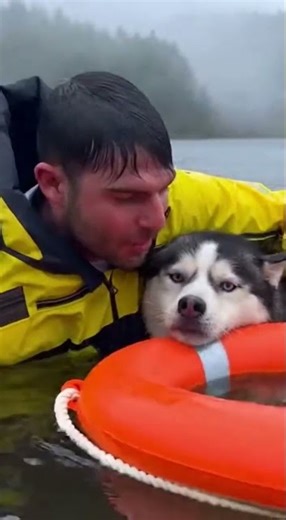 Husky supporting rescuer; cat fetching flotation ring 1 #dog #rescue