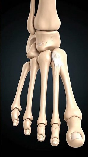 Human Foot 🦶 #biologyeducation #humananatomy #humanbody #anatomyexplained