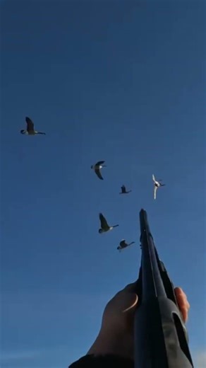 Goose hunting #birdhunting#goosehunt#canada