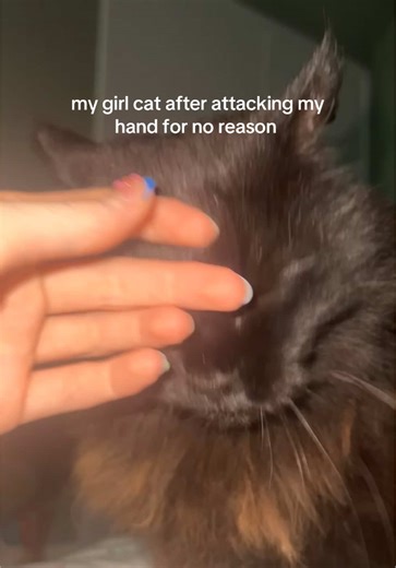 Understanding Cat Behavior: Why Cats Attack