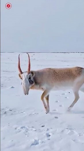 🔊 Real Saiga Antelope Sounds | Mighty Nose | High-Quality 4K 🦌✨ #shorts