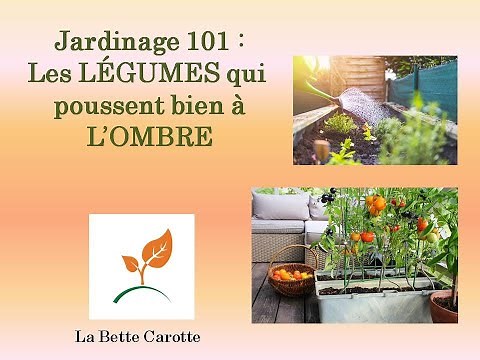 Jardinage 101 pour débutants - légumes et fines herbes qui poussent à l'ombre