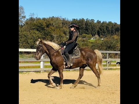 All About The Naturally Gaited Rocky Mountain Horse - Barefoot Gaits, Canter - Gaited Horse