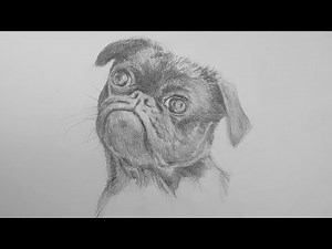Drawing a Realistic Pug Portrait: Step-by-Step Tutorial