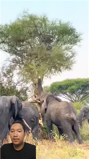 NATURE'S BULLDOZERS! 🐘😱 Giant Elephants VS Massive Tree! 🔥 Pure Power Captured! ✨ #Shorts