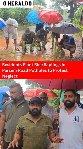 Residents of #Parsem have taken a creative stand against the deteriorating condition of their road by planting rice saplings in potholes filled with water. This unusual form of protest serves to draw urgent attention to the neglected and hazardous state of the road. The growing number of potholes has caused significant inconvenience and safety risks for commuters. Through this symbolic act, locals hope to press authorities to prioritize repair work and improve road safety without delay. #goanews
