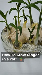 Growing Ginger at Home for an Endless Supply (and Getting it to Bloom)💬👇 | Nature's Tricks & Tips