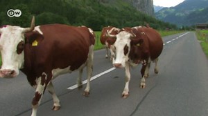 Clothing made from milk