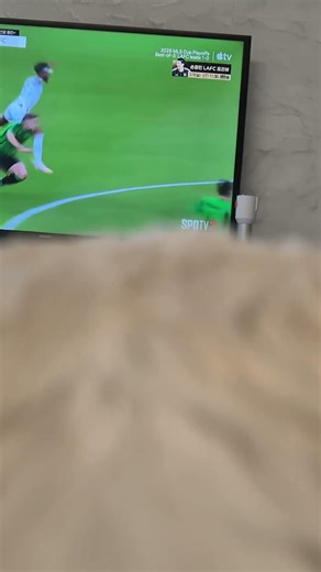 Dog watching soccer #dog #watching #soccer #puppy #cute #son