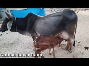 A Mother Cow Giving Birth To Her Calf| The Calving Process| Family Cow About To Give Birth|Cow Birth