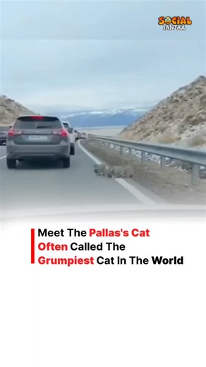 Social Janta 🥸🇮🇳 on Instagram: "Those "grumpy" little faces are actually adorable! Pallas’s Cats (also known as Manuls) are famous for their round bodies and constant judgmental expressions. Meet the Pallas’s Cat—often called the grumpiest cat in the world, though we think they’re just permanently 'unimpressed.' These fluffy, round-bodied wild cats usually live in the high-altitude grasslands of Central Asia, but this crew decided the highway was the perfect place for a family standoff. Who k