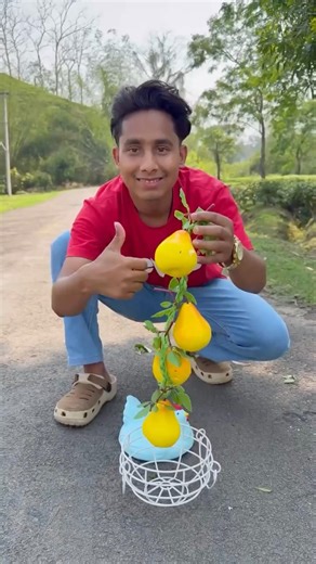 Suto Fruit Box with Real Chicken Basket Box Unboxing