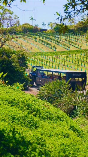 Tropical Fruit World - Farm Attraction | We love reading your 5-star reviews⭐️ From tasting exotic fruits straight from the orchard, to feeding our friendly farm animals,... | Instagram