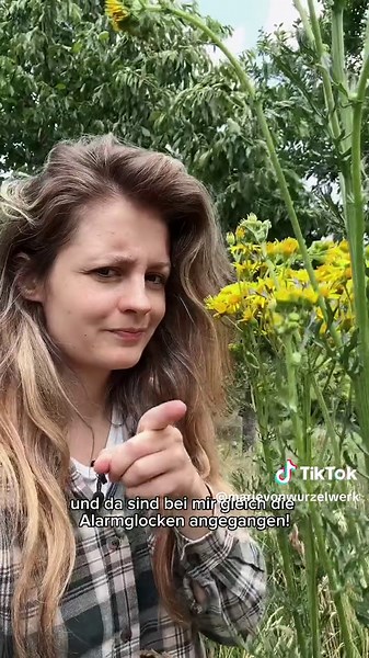 Jakobskreuzkraut: Gefahr für meinen Garten!