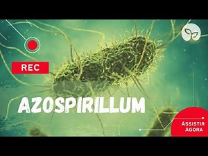 MANEJO ECOLÓGICO DO SOLO | Como as bactérias Azospirillum pode te ajudar na agricultura?