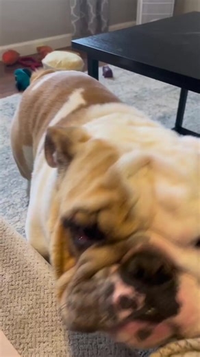 😅😅 #bulldog | Bulldog LoVe