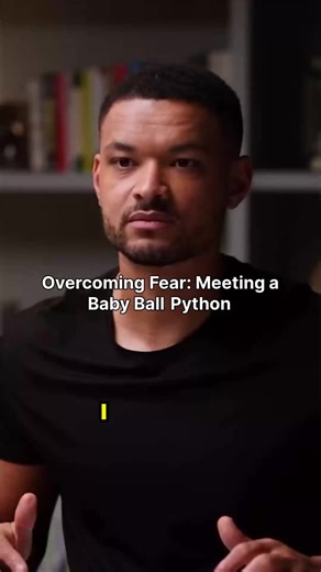 Prepare to have your perspective flipped! Witnessing this interaction reveals the sheer vulnerability of a baby **ball python** meeting its massive human observer. The speaker shares a profound fascination for these **reptiles**, highlighting how we, the **apex predators**, often project **snake fear** onto something utterly defenseless and born to fend for itself. Seriously, you wouldn't believe how **harmless** this little one is deemed—a tiny creature with a beautiful, almost calming movement