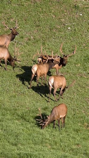 Good Bull Guided Tours on Instagram: "Summer bull buddies. #photography #wildlife #colorado #elk #foryoupageシ"