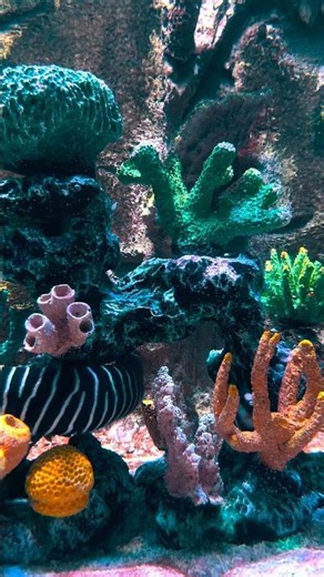 How To Survive A Venomous Cone Snail Sting 🐚
