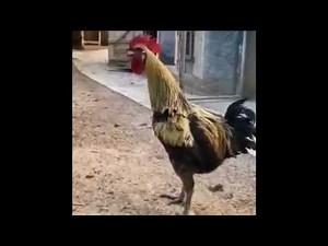 ニワトリが全力でコケコッコーを叫んだら