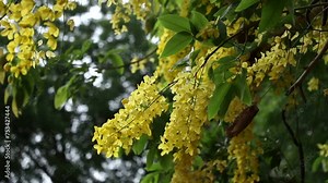 fluttering yallow flowers on Cassia fistula tree